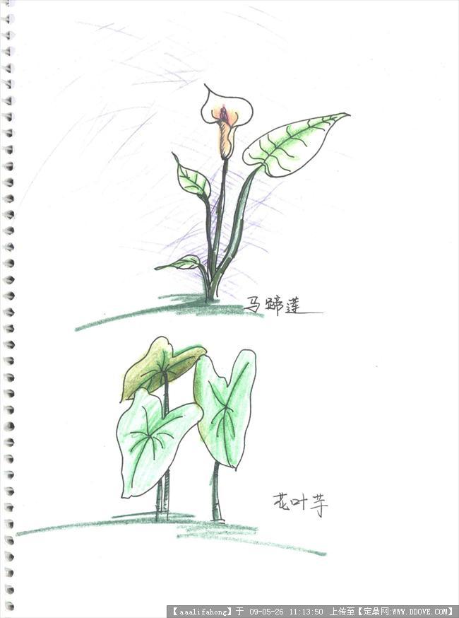 植物手绘图