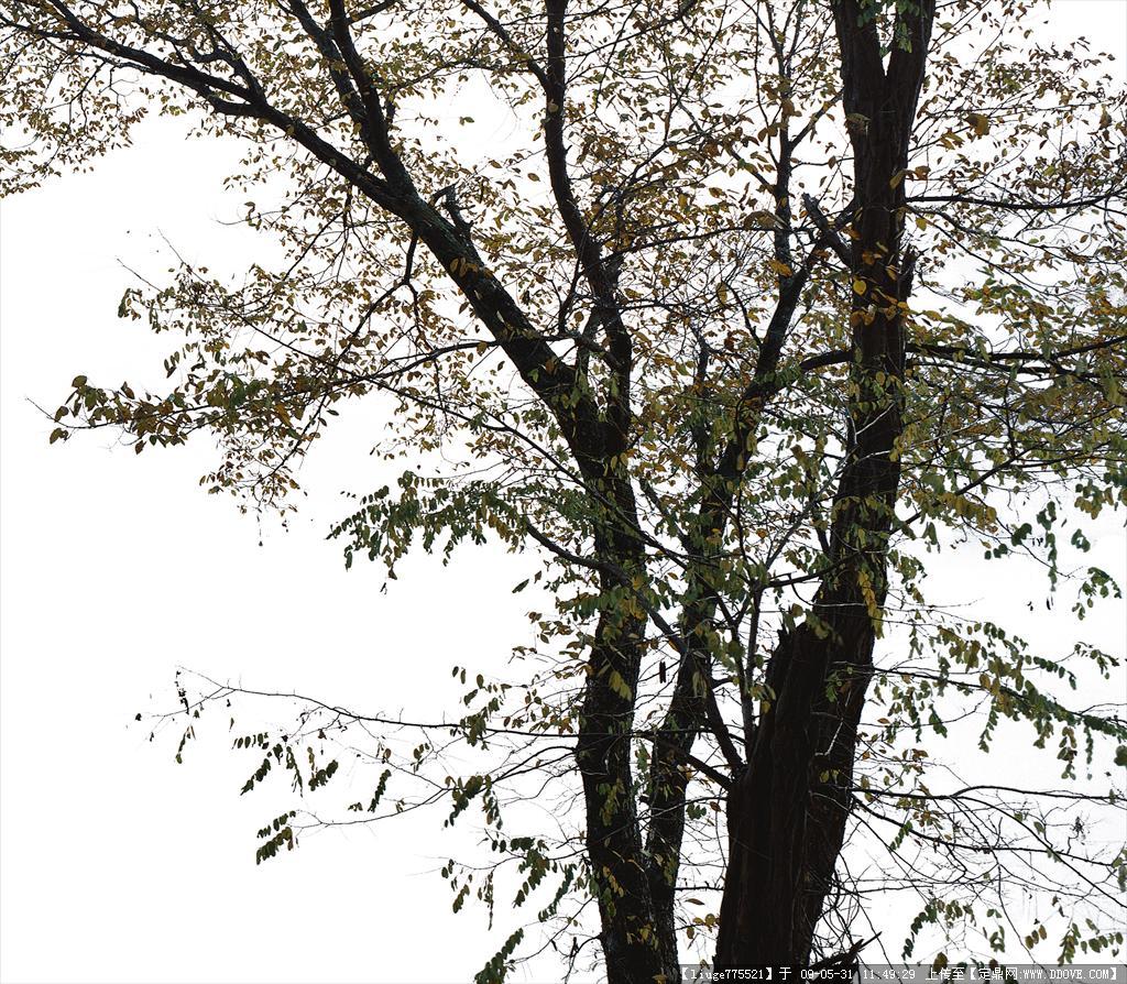天使橡树（Angel Oak），是美国密西西比河东部最古老的树