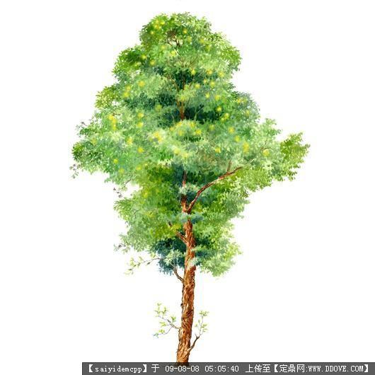 100个手绘园林植物立面图含树名--精典珍藏呼