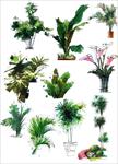 植物立面图(Elevation plants)