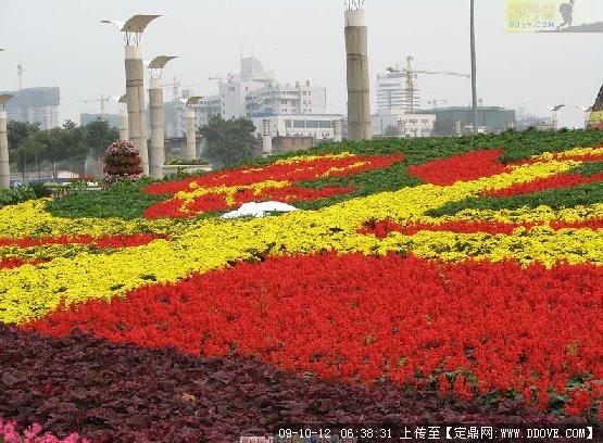 巨型花坛摆花