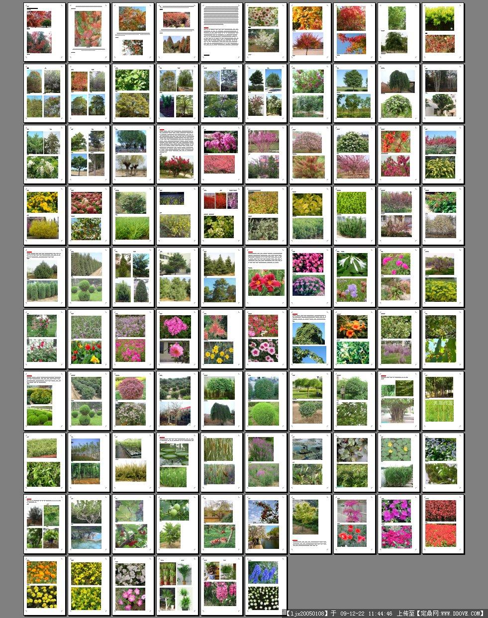50种植物花卉图片名称