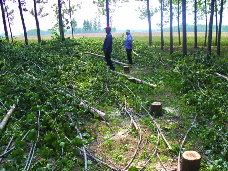 山东:30多棵杨树一夜遭盗伐 种植户损失万余元