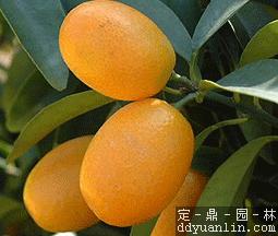 盆栽金橘金柑,金枣,金弹,罗浮(图)