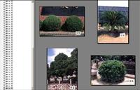 园林景观设计各科目植物全集PDF电子书