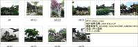 2009年8月8日游江苏省苏州市狮子林实拍照片
