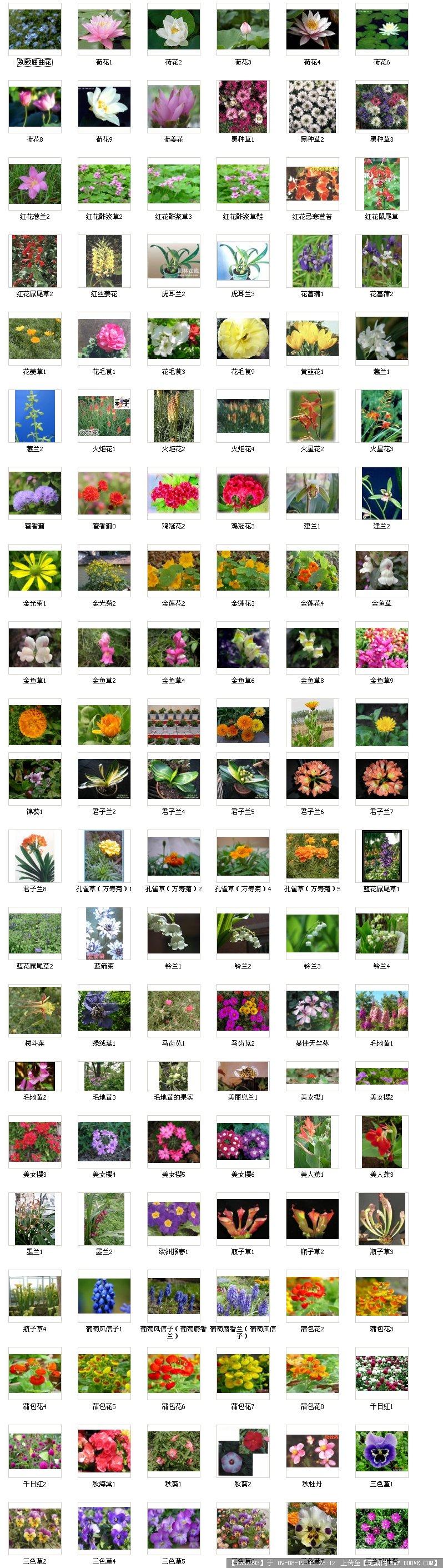 植物名称及图片 花草图片