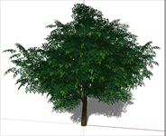 SU(草图大师)Sketchup树模型