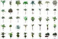 棕榈剑兰类植物41种植物素材